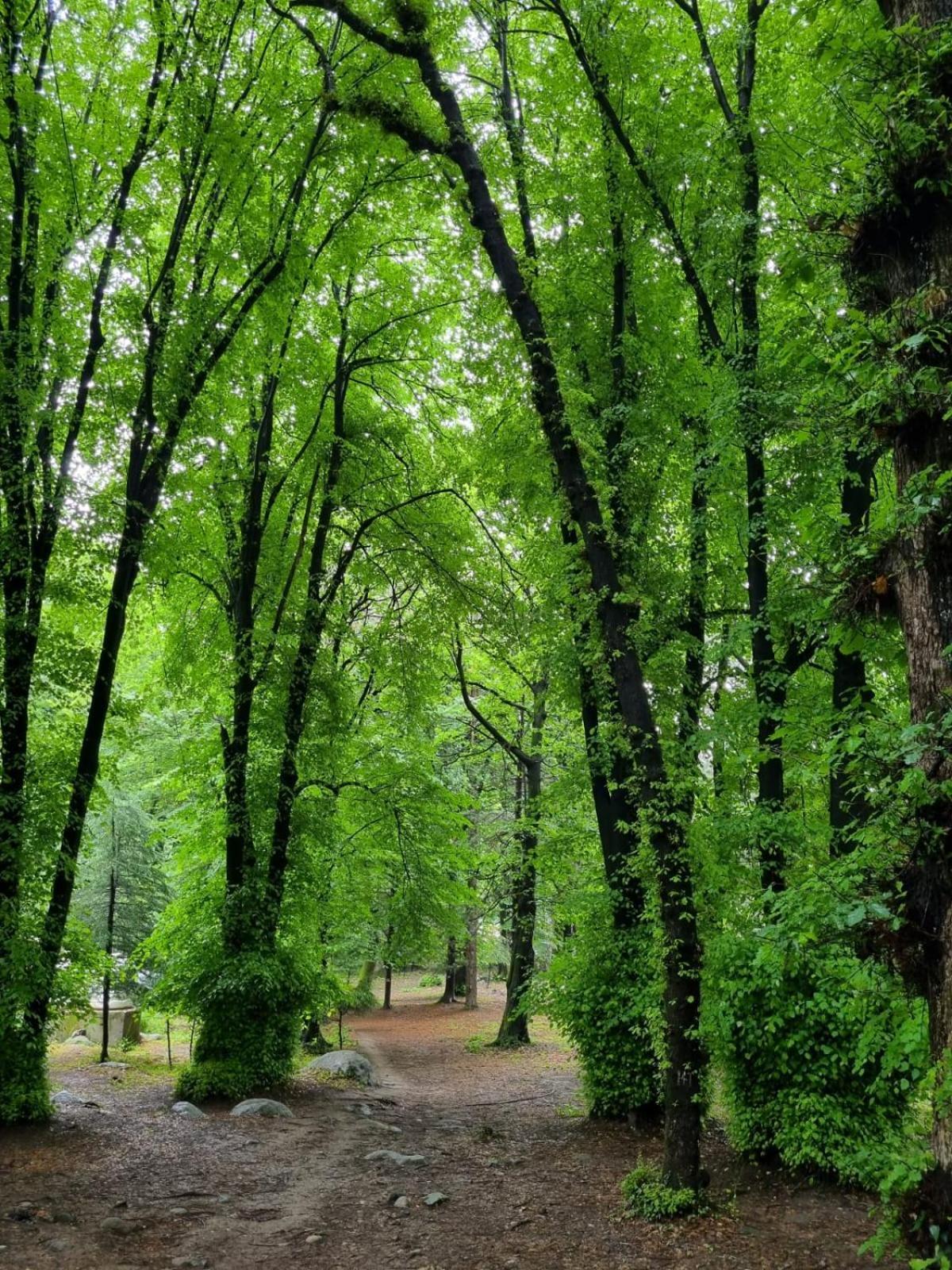Banon Resorts Manali  Bagian luar foto